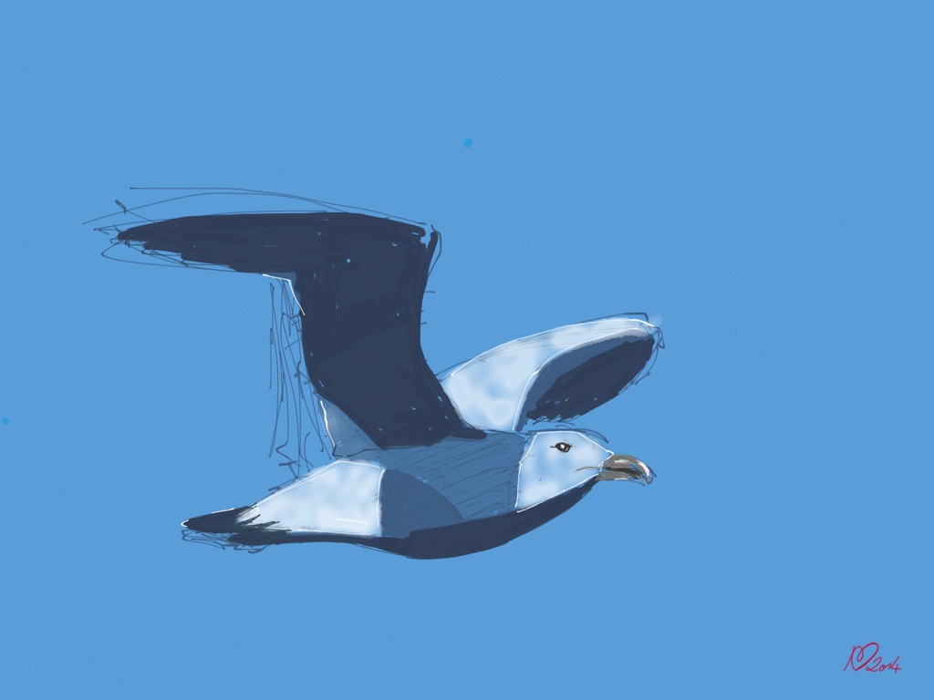 seagull_sketch